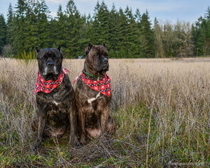 *LIMITED* Santa-Paws Christmas/Plaid Dog Bandana