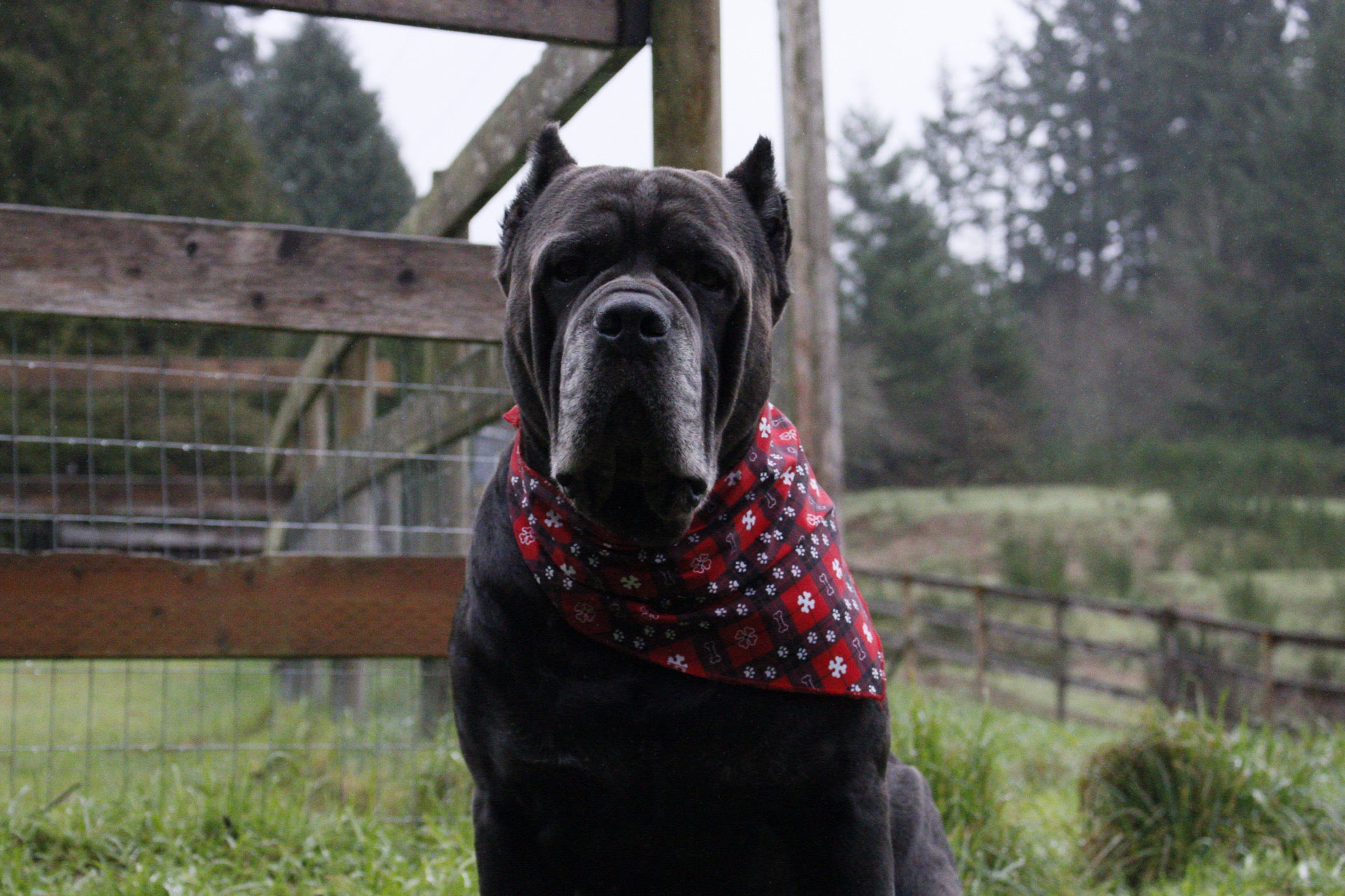 *LIMITED* Santa-Paws Christmas/Plaid Dog Bandana