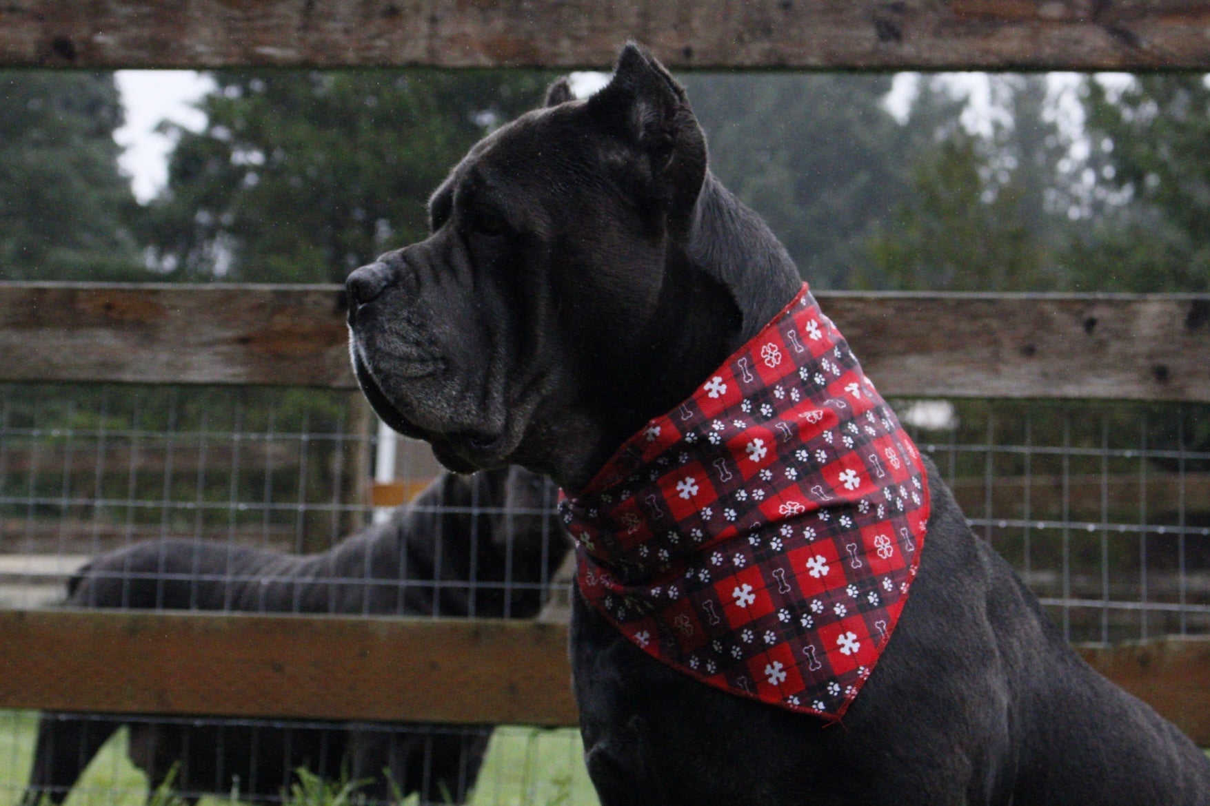 *LIMITED* Santa-Paws Christmas/Plaid Dog Bandana