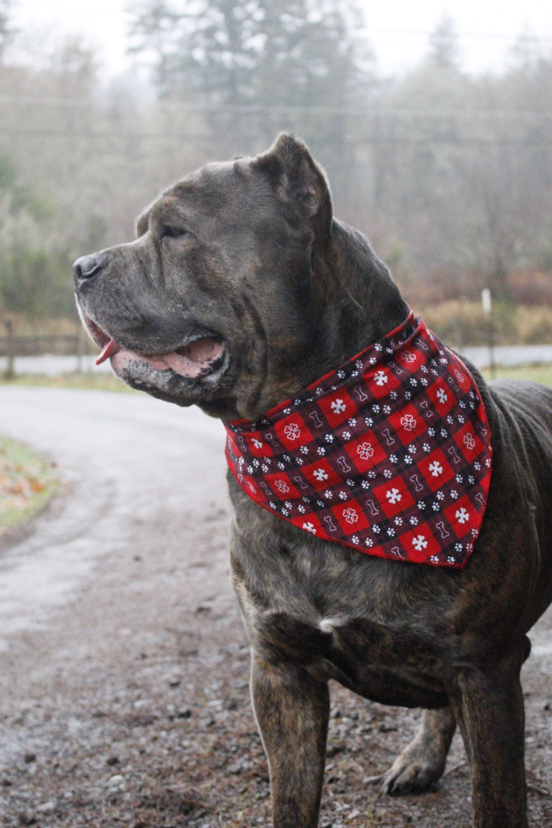 *LIMITED* Santa-Paws Christmas/Plaid Dog Bandana