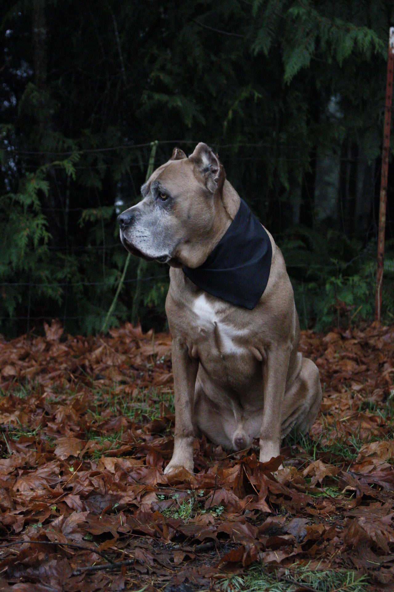 Midnight Black Dog Bandana