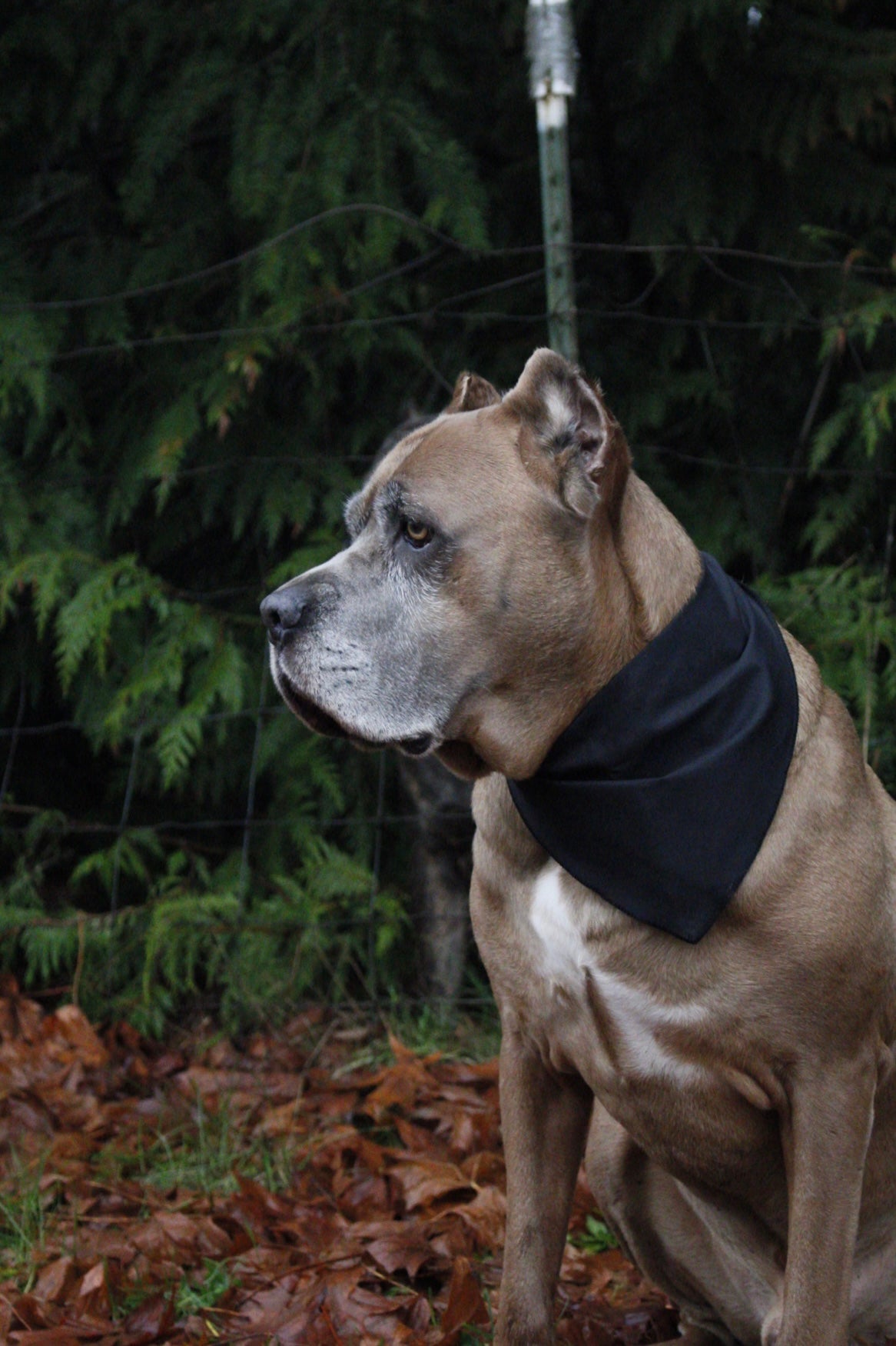 Midnight Black Dog Bandana