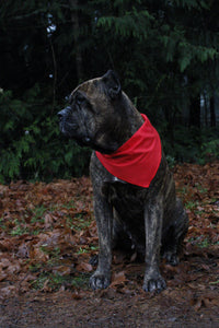 Red Dog Bandanas