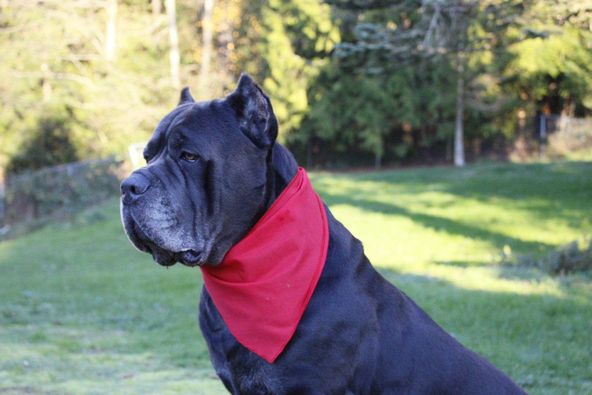 Red Dog Bandanas