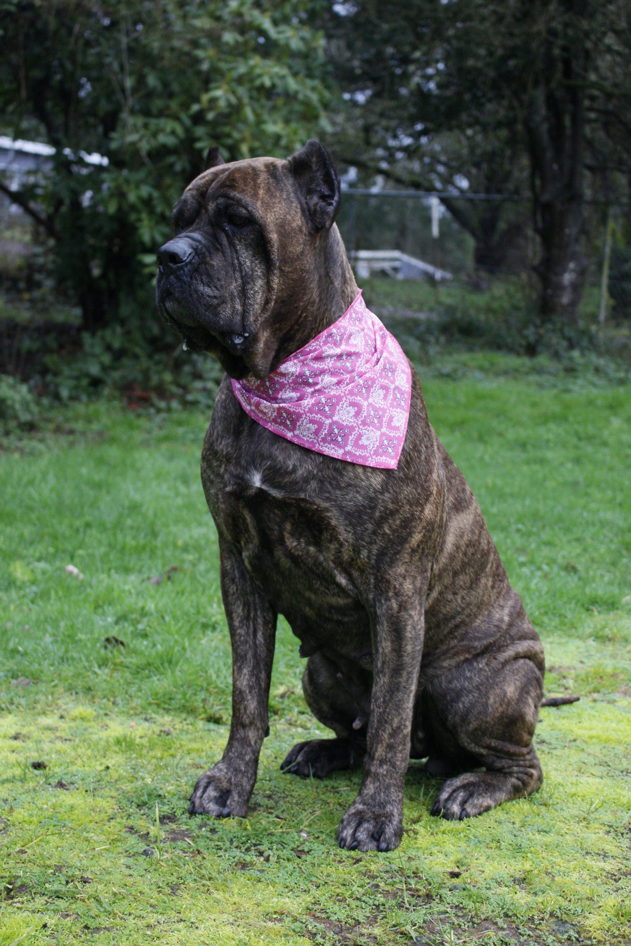 Pink Symmetrical Dog Bandanas